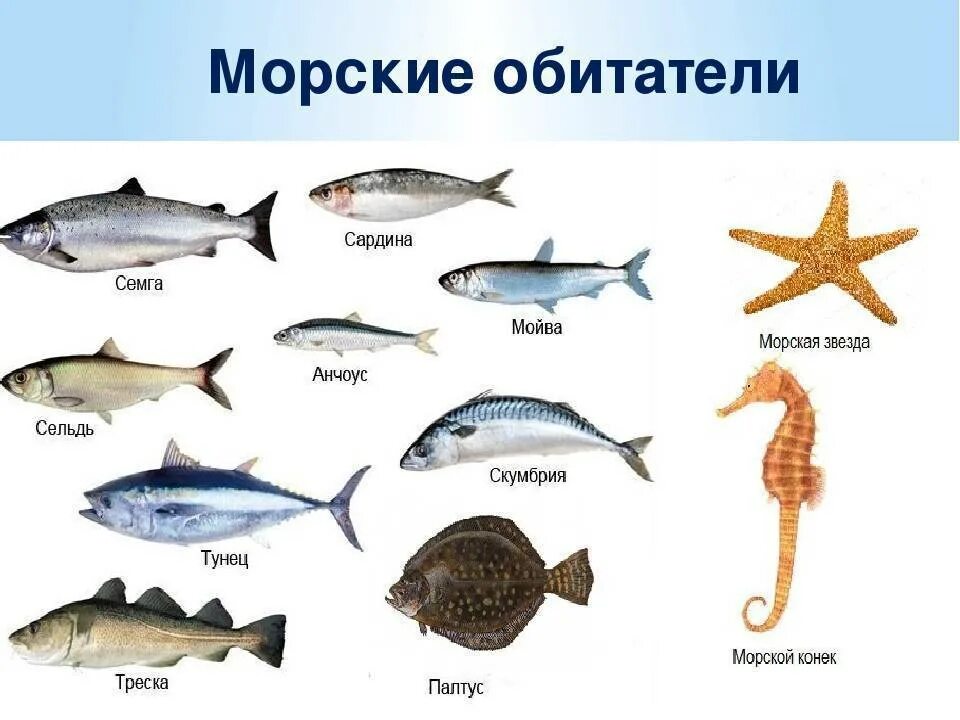 Морские названия групп. Морские рыбы. Название рыб. Морская рыба названия. Рыбы речные и морские с названиями.