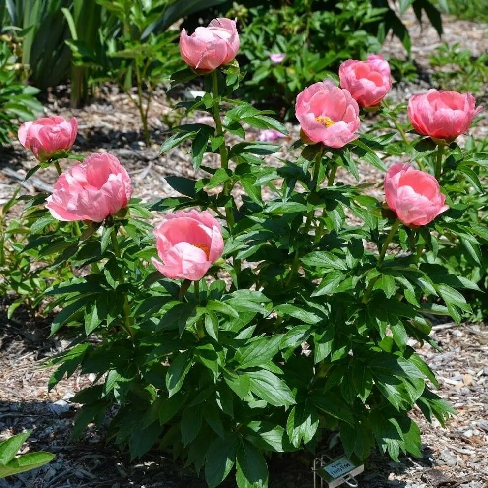 Пион lovely rose. Лавли роуз. Eliza lundy пион. Пион лавли роуз в саду. Пион lovely rose.