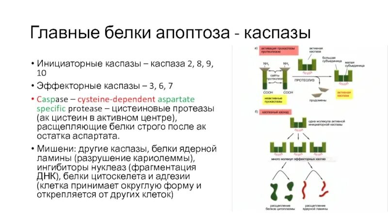 Основные ферменты апоптоза. Белки апоптоза. Ферменты каспазы. Главный основной белок. Содержит ферменты осуществляющие апоптоз