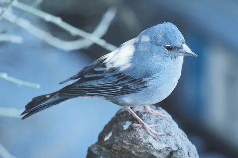 Blue canary