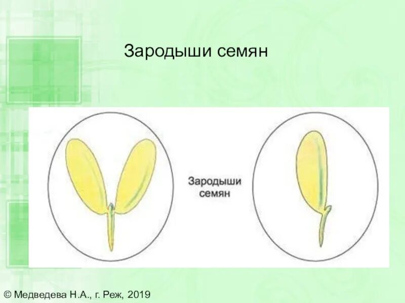 Тест биология 7 класс однодольные. Однодольное и двудольное семя. Зародыш семени. Зародыш семени у однодольных и двудольных. Однодольный зародыш семени.