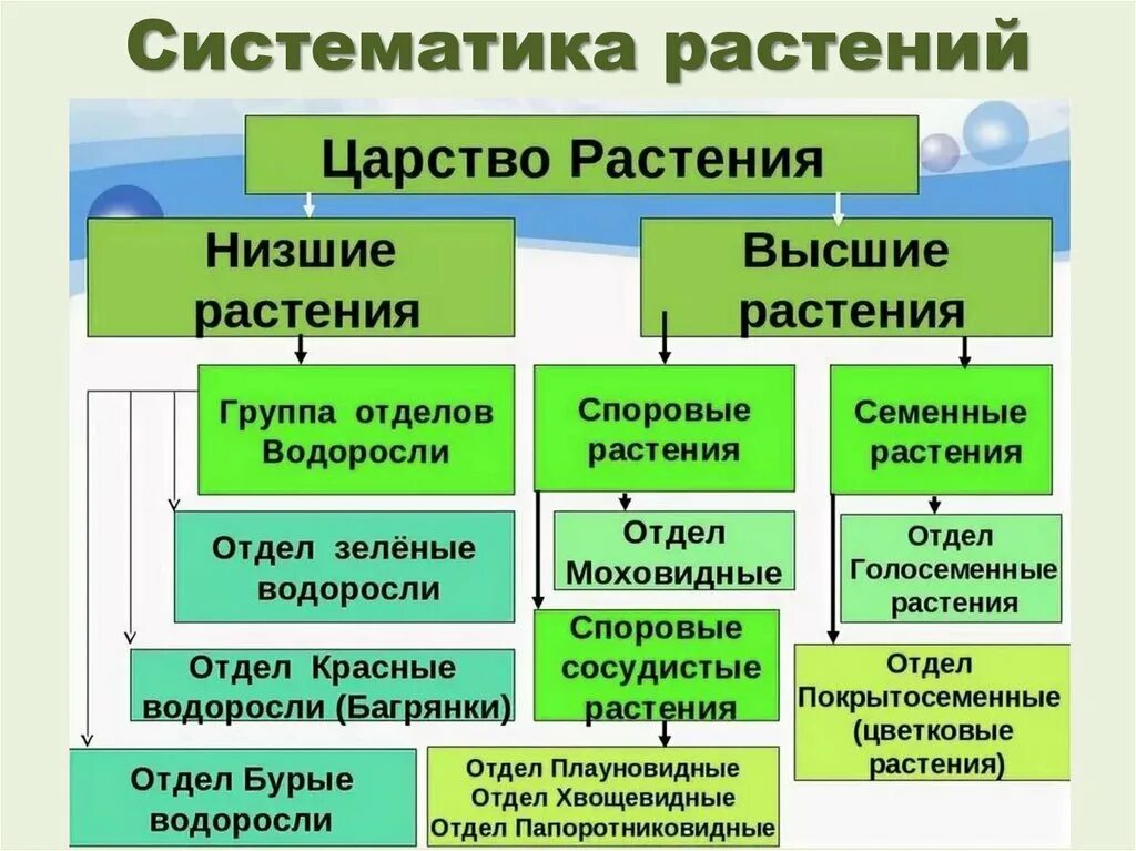 Группа отделов водоросли. Характеристика семенных растений. Основные признаки высших растений. Таблица основные отделы высших растений. Классификация растений высшие и низшие.