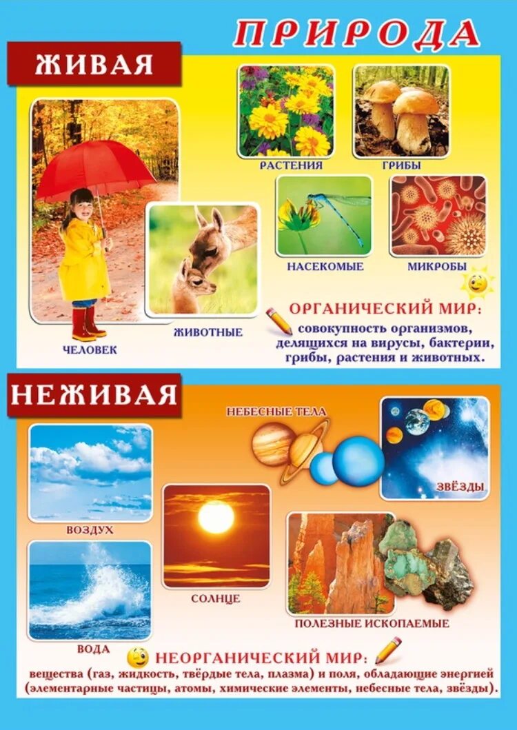 Конспект занятия живая и неживая природа. Живая и неживая природа для дошкольников. живпя иине живая припода. живая и не дивая природа плакат. живая и недива яприрода.
