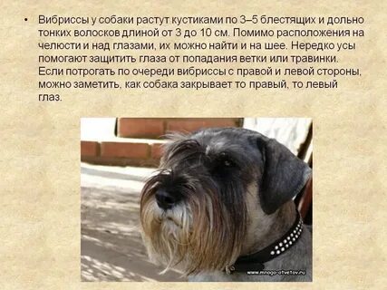 Зачем собаке