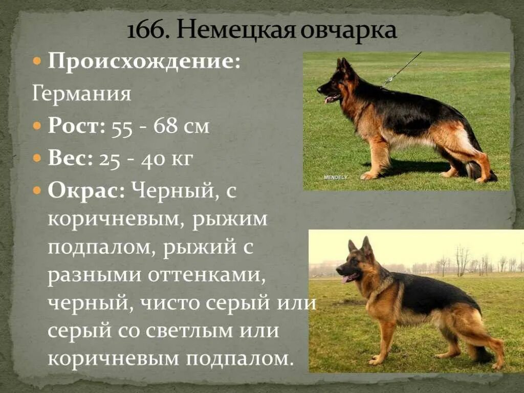 Все окрасы немецких овчарок: описание внешности породы с разными расцветками