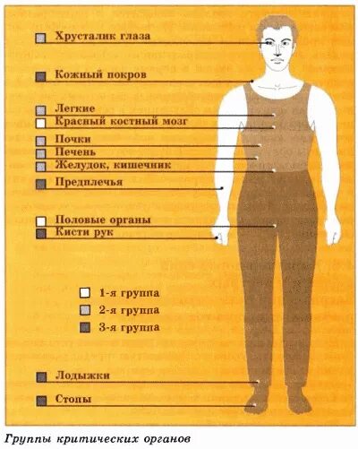 Группы критических органов человека. Критические органы при радиации. Группы критических органов при действии радиации.. Группы критических органов при облучении радиацией. Группы критических органов