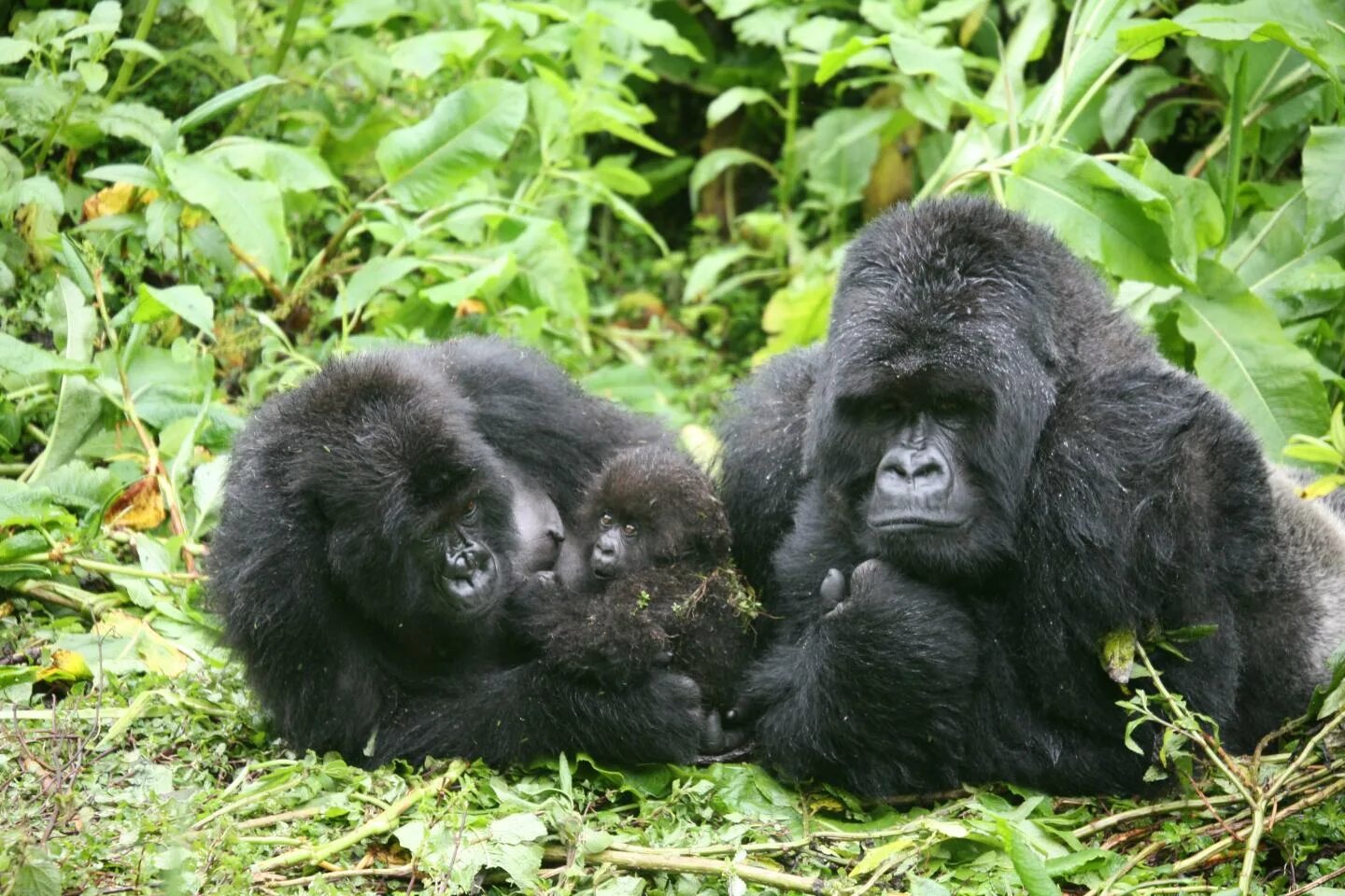 Если хотите стать сильными детки тетя горилла. Горилла, самец. Камерунская горилла. Горилла, самка. Горилла манго.