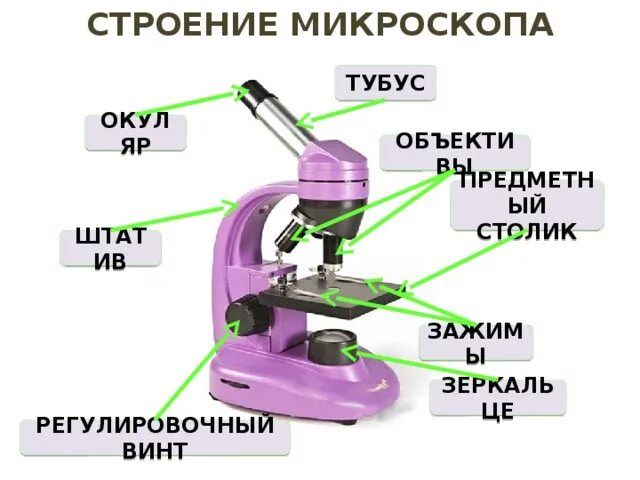 Какую функцию выполняет тубус в микроскопе. Световой микроскоп тубус строение. Биология 5 кл строение микроскопа. Строение микроскопа винты. Что такое окуляр в микроскопе 5 класс биология.
