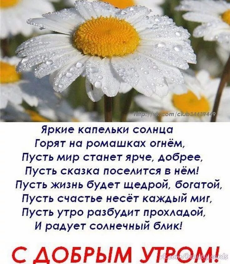 Будет просто великолепным. Стихи о добром утре. Цитаты с добрым утром. Ромашки цитаты красивые. Добрые пожелания с ромашками.