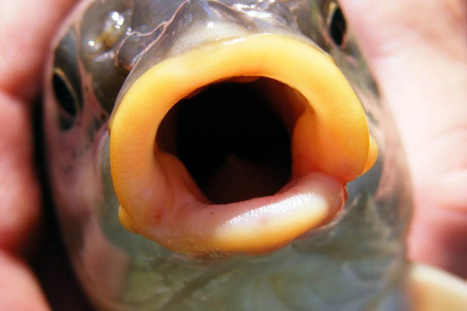 Может ли рыба съесть человека. Рыба с открытым ртом. Карась с открытым ртом. Рыба открыла рот.