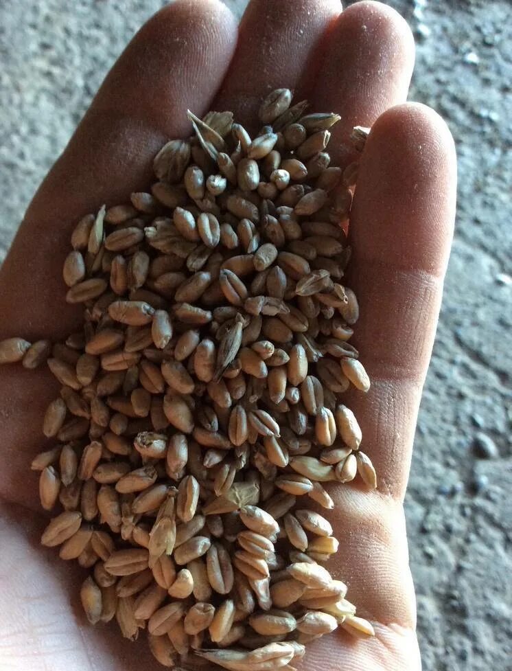 Ячмень для изготовления хлеба. Пшеница фураж. Пшеница 5 класс. Пшеница 5 класс. Пшеница ячмень овес.