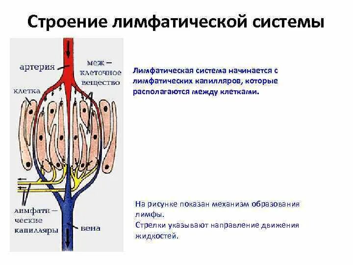 Лимфа включает. Строение и функции лимфатической системы. Строение капиллярной системы. Строение капилляров лимфатической системы. Функции лимфатической системы анатомия.