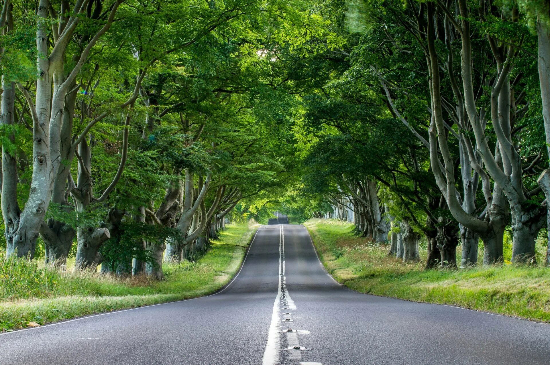 Bir yol. Луизиана лес дорога. Дорога в лесу. Красивые дороги. Природа лес дорога.