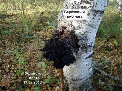 Чага где найти