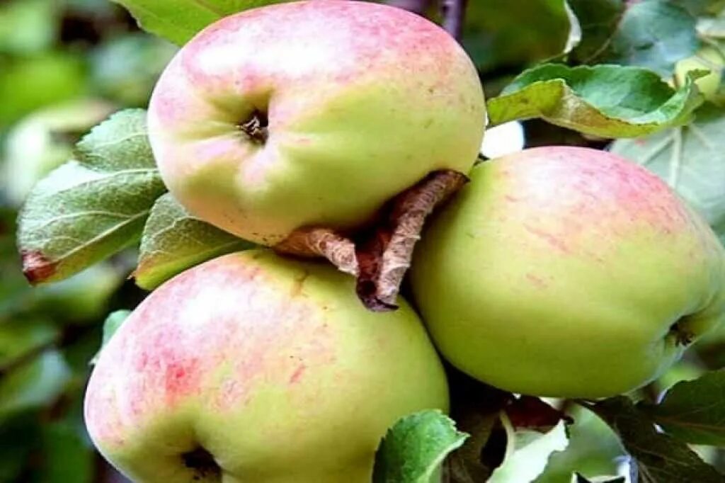Вильям Прайм яблоня. Прайм яблоня. Яблоня Прайм леди. Прайм яблочный.