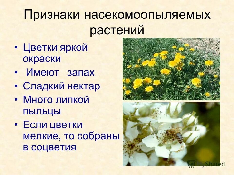 ветроопыляемые растения и насекомоопыляемые растения. насекомоопыляемые растения. насекомоопыляемых растений. венчик насекомоопыляемые растения. признаки растений насекомоопыляемые ветроопыляемые таблица.