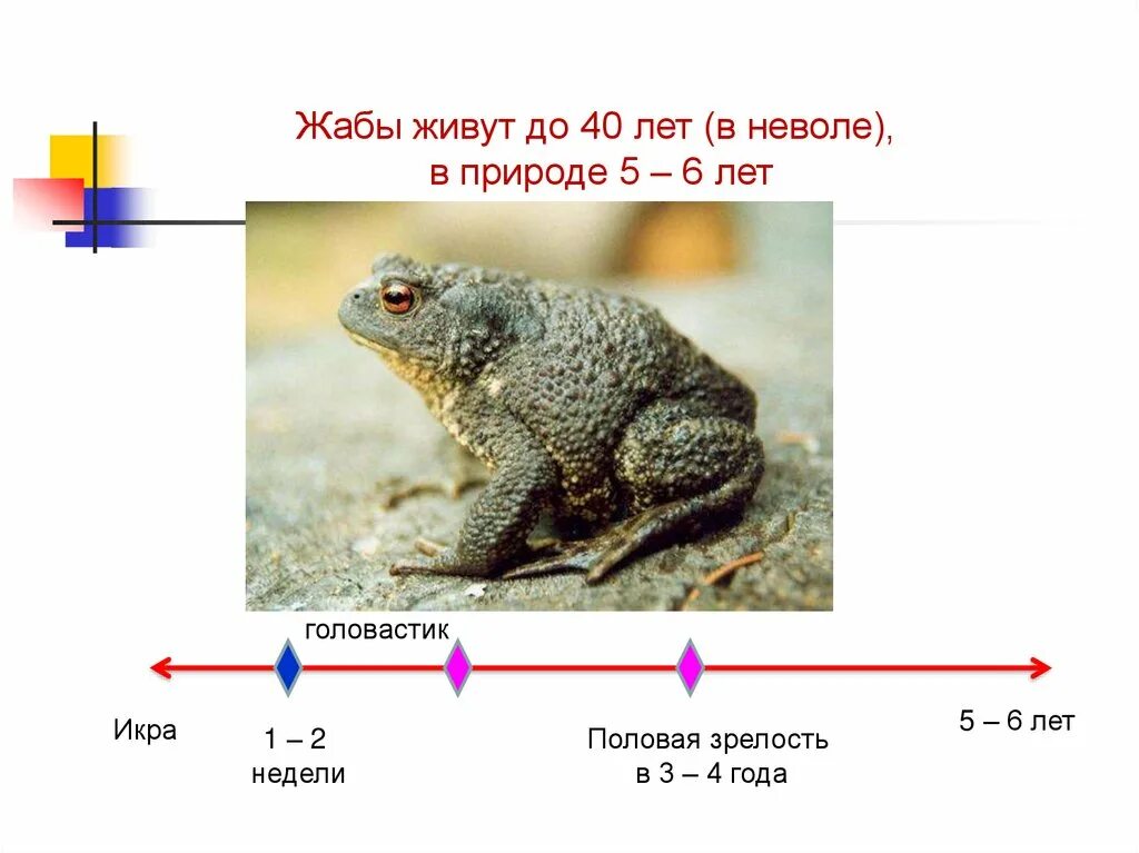 Сроки жизни животных. Продолжительность жизни животных. Периодизация жизни животных. Сообщение на тему периодизация и Продолжительность жизни животных. Периодизация и Продолжительность жизни животных 7 класс конспект.