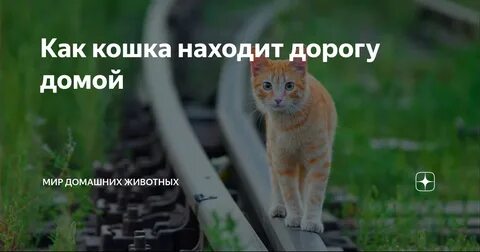 Кошки находят дорогу