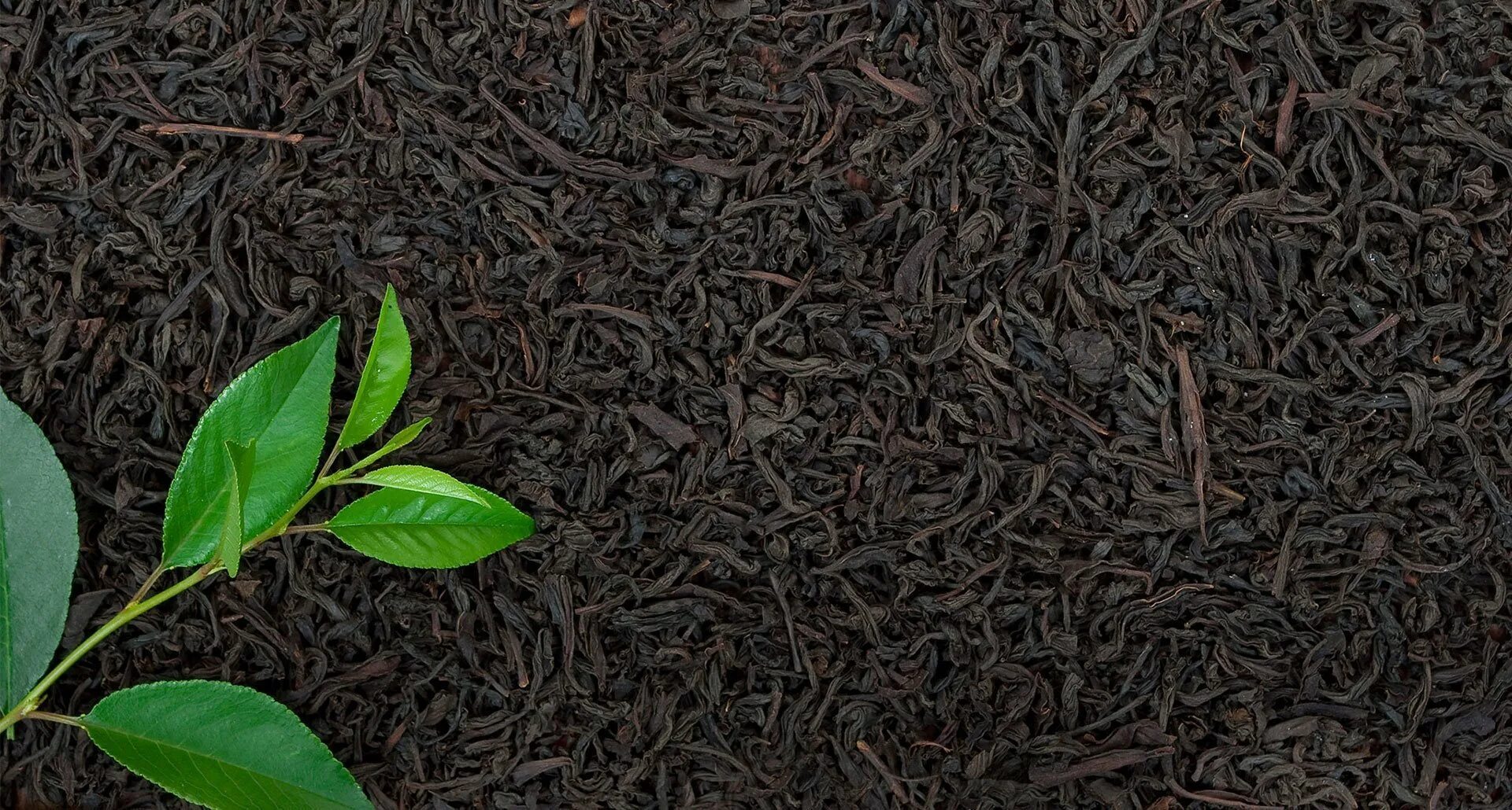 Чайный лист без фона. Листовой чай черный и зеленый. Camellia sinensis leaf extract. Зеленый чай заварка. Чай черный с имбирем.