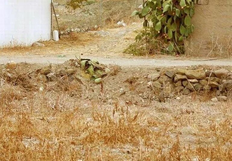 Приложение найти кошку. Котик надя. Приложение найти кошку. Найди кота на картинке. Найди кота на картинке.