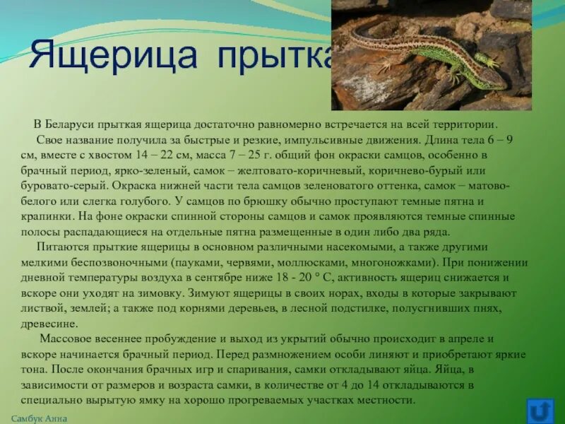 Тип развития прыткой ящерицы. Прыткой ящерицы ядовитая. яйца прыткой ящерицы. прыткая ящерица размножение. зеленая прыткая ящерица ядовитая или нет.