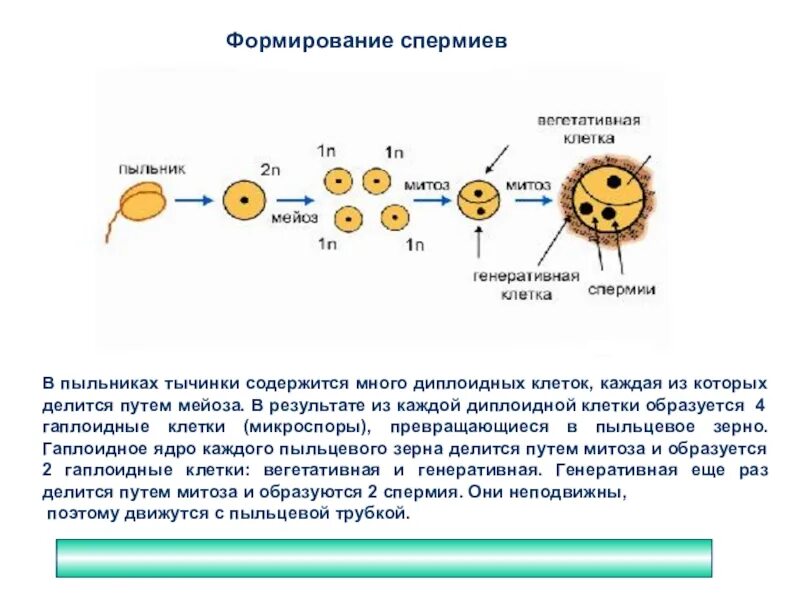 Последовательность процессов оплодотворения