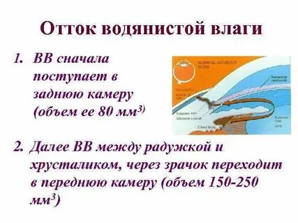 Водянистая влага глаза функции