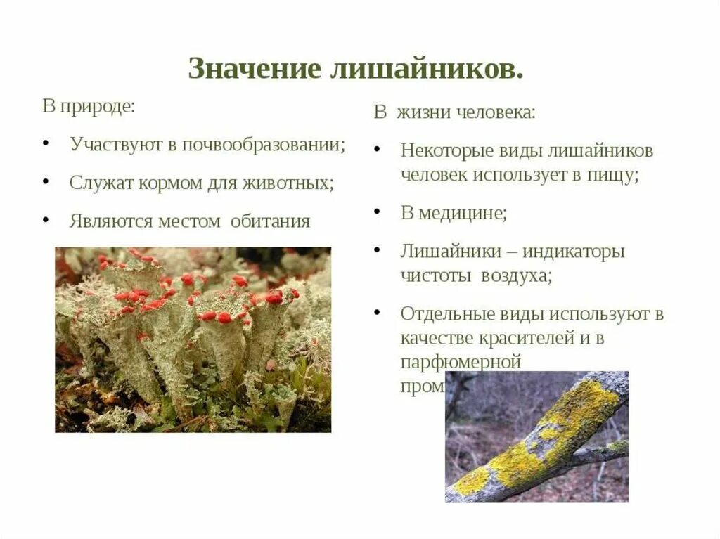 Место обитания некоторых. Среда обитания накипных лишайников. лишайники роль в жизни человека. лишайники 5 класс биология роль в природе. отдел лишайники представители.