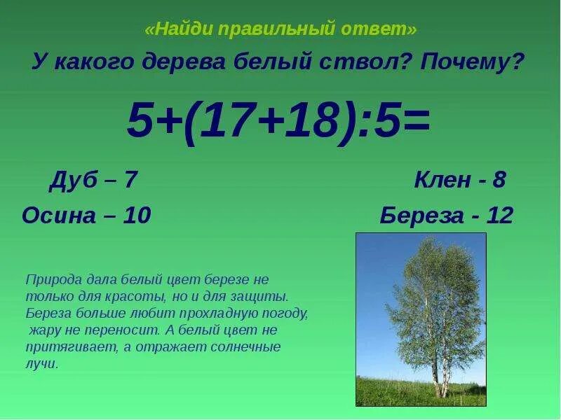 Сколько деревьев в москве. Как определить сколько лет дубу. Сколько дубу лет по диаметру. Обхват ствола дуба. Возраст дерева по диаметру ствола.