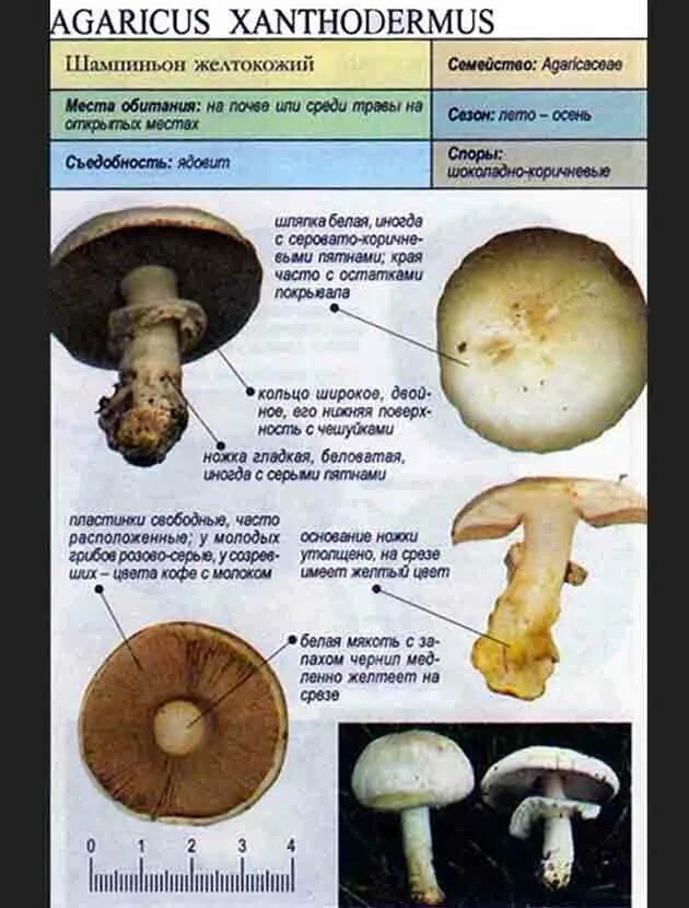 Печерица, Луговой шампиньон ложные. Шампиньон желтокожий ядовитые грибы. Шампиньон желтокожий Agaricus xanthodermus. Ложный шампиньон желтокожий. К какой группе относится шампиньон