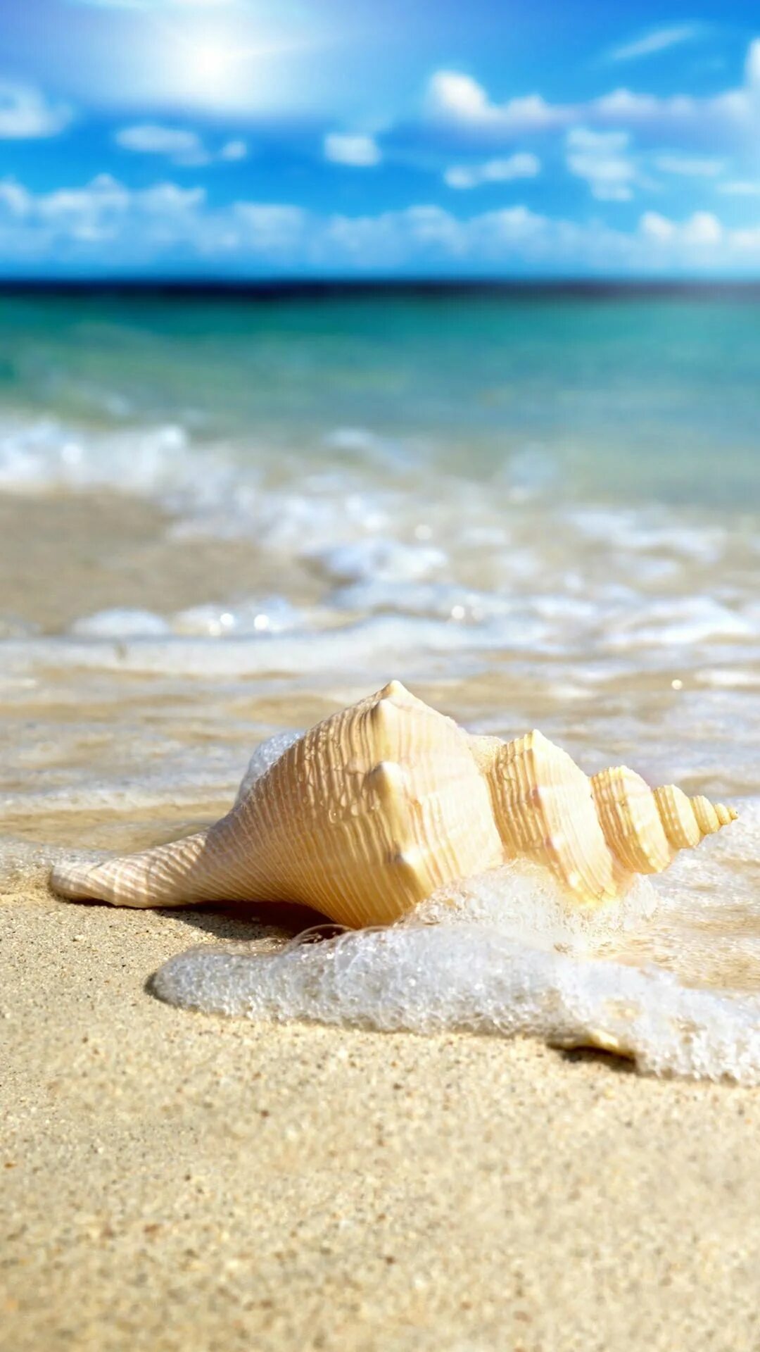 Ракушки на песке. Ракушки на берегу моря. Ракушки на пляже. Пляж песок.