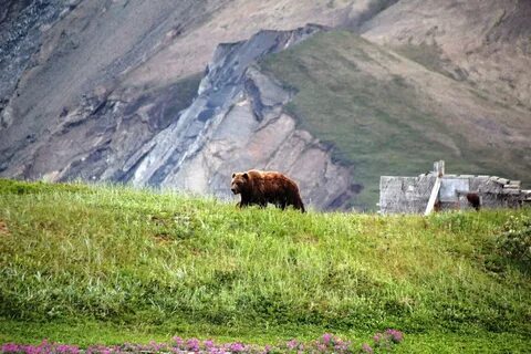 Чукотская камчатка