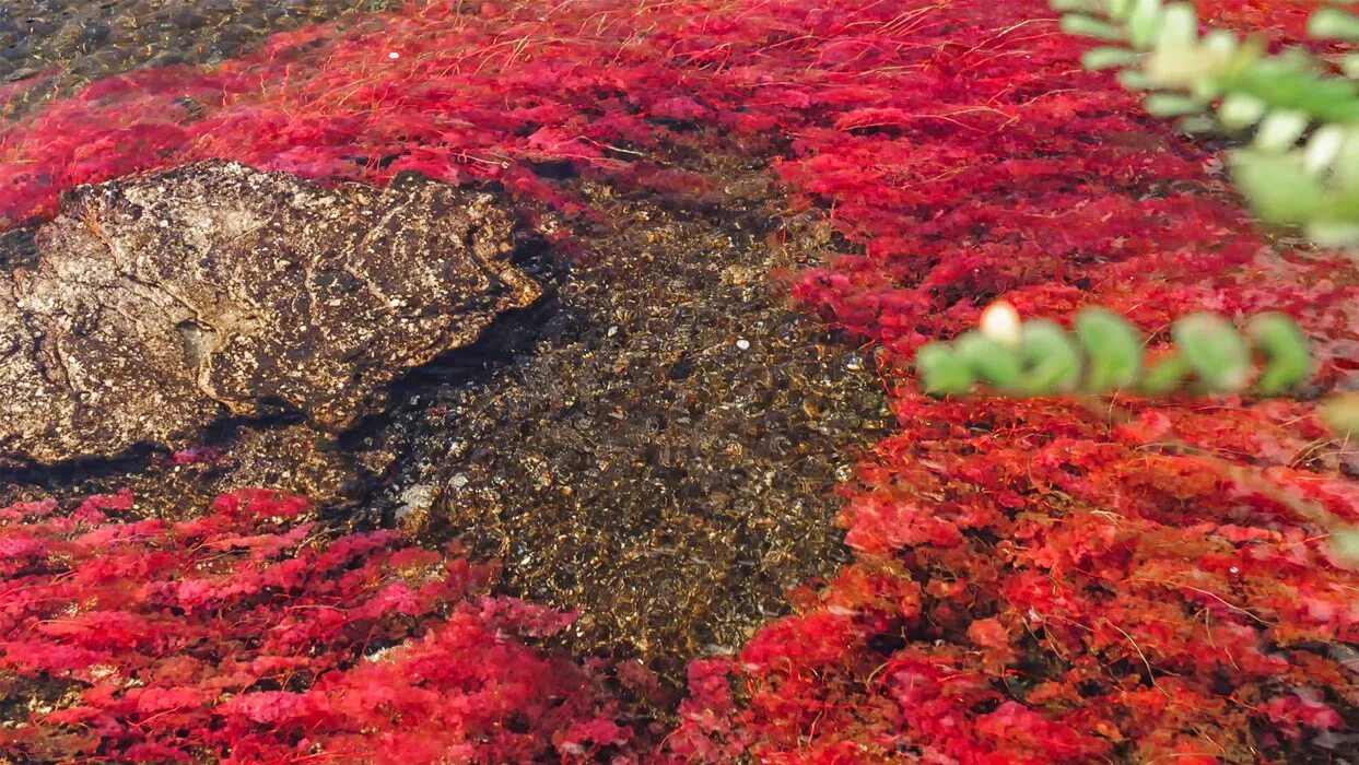 Почвенные водоросли. Река Каньо-Кристалес Колумбия. Эдафофильные водоросли. Водоросли на поверхности почвы.