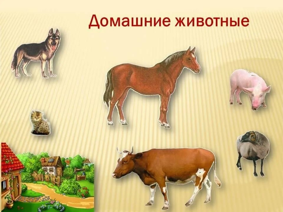 Домашние животные сравнение. Дикие и домашние животные. Домашние и Дикие животные для детей. Дикиедомашних животные. Домашние иджикие животные.