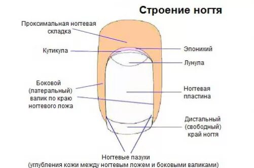 На каком пальце ноготь растет быстрее всего. Строение ногтя проксимальный валик. строение ногтевой пластины схема. структура ногтевой пластины человека. ноготь строение анатомия.