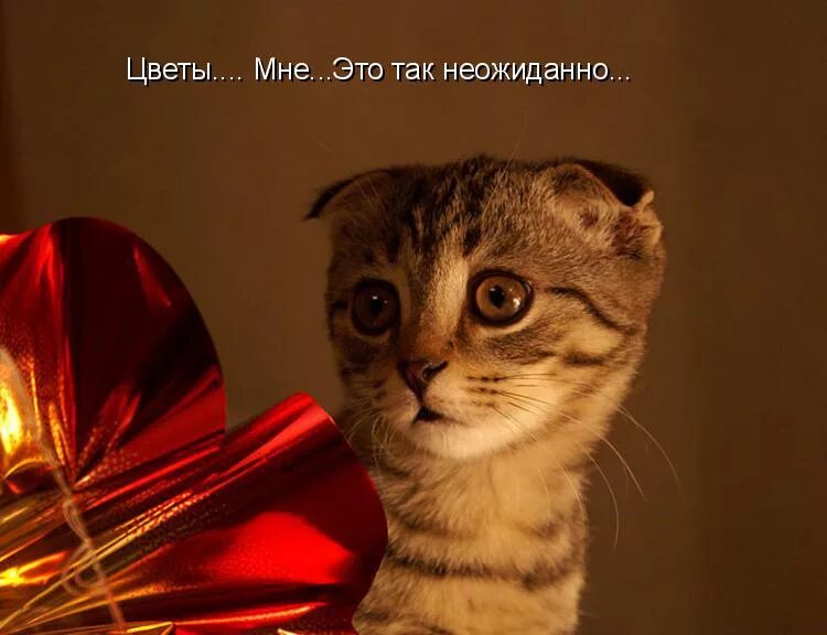 Кот неожиданно. Смешные коты со словами. цветы и котики с надписями. открытка неожиданно. слово котик.