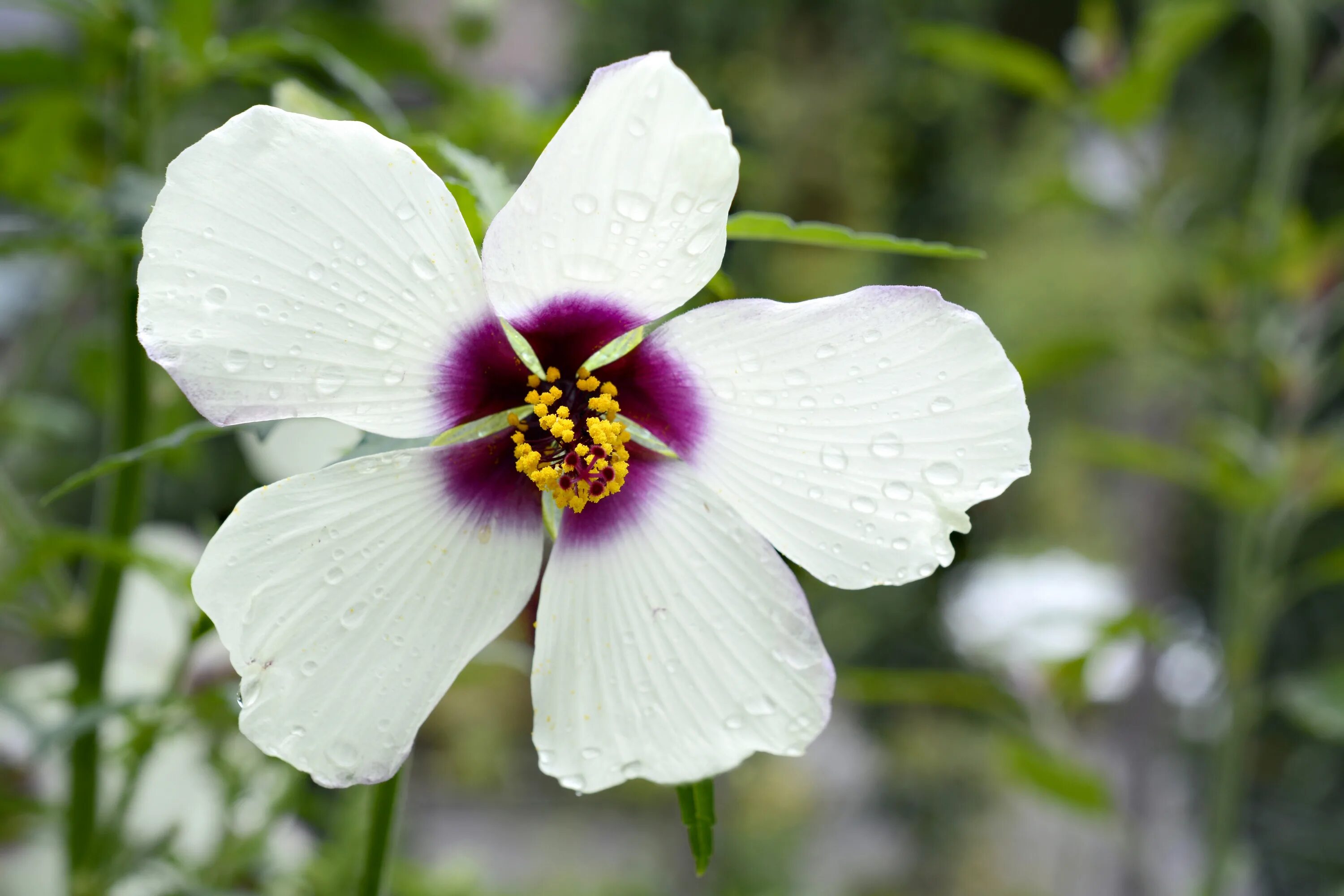 Кенаф. Гибискус белый. white hibiscus flowers. кенаф растение. мумулюскус цветок.