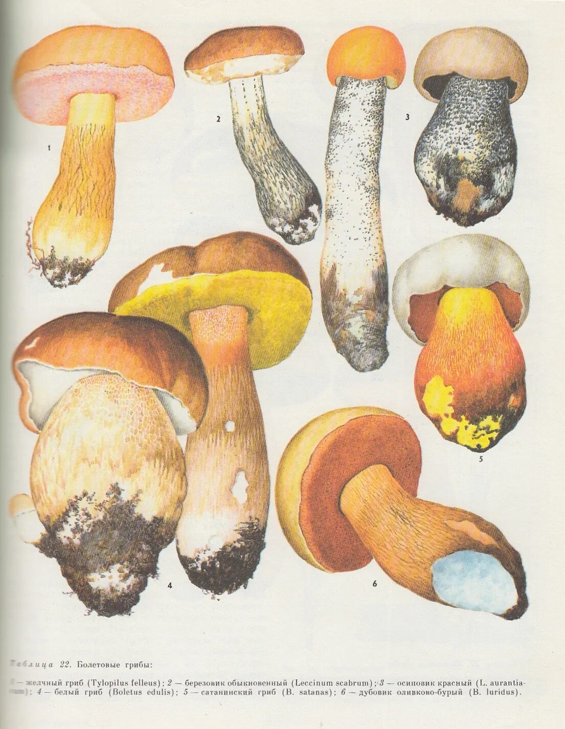 Желчный гриб и другие. Желчный гриб и другие атлас определитель 2. Атлас-определитель грибы желчный гриб и другие. Желчный гриб и другие атлас. Атлас-определитель окружающий мир 2 желчный гриб и другие.