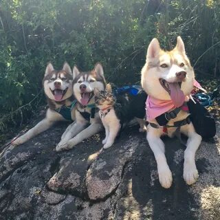 3 кота считала