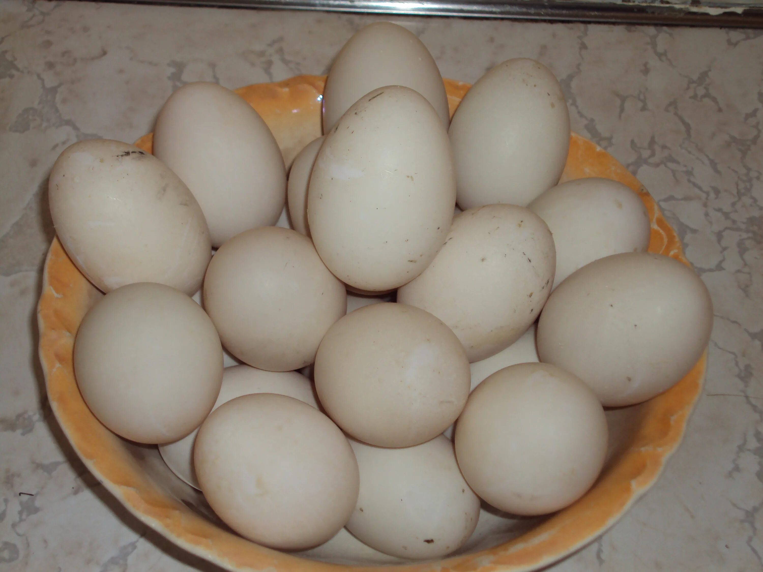 Инкубационные яйца гусиные Утиные. Инкубационное яйцо мускусной утки. Яйца куриные гусиные Утиные. Инкубационное яйцо Леггорн.