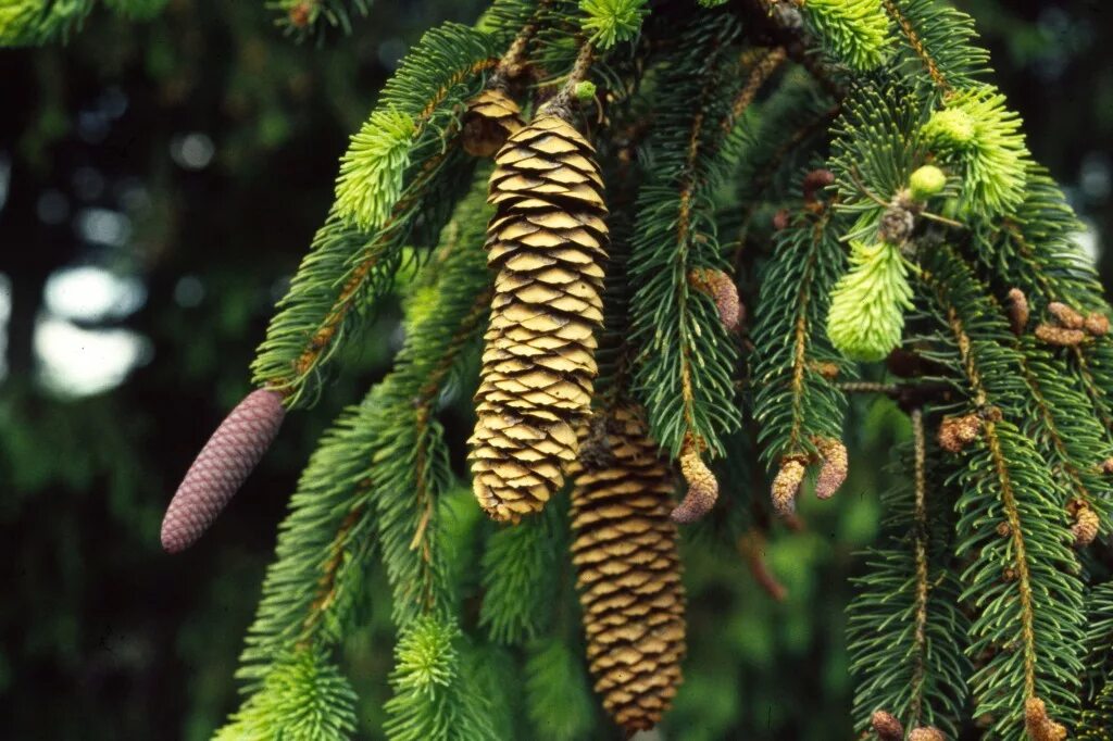 Ель европейская. Ель европейская Picea Abies. Ель обыкновенная Picea Abies. Picea Abies хвоя. Ель обыкновенная (Picea Abies "columnaris")*.