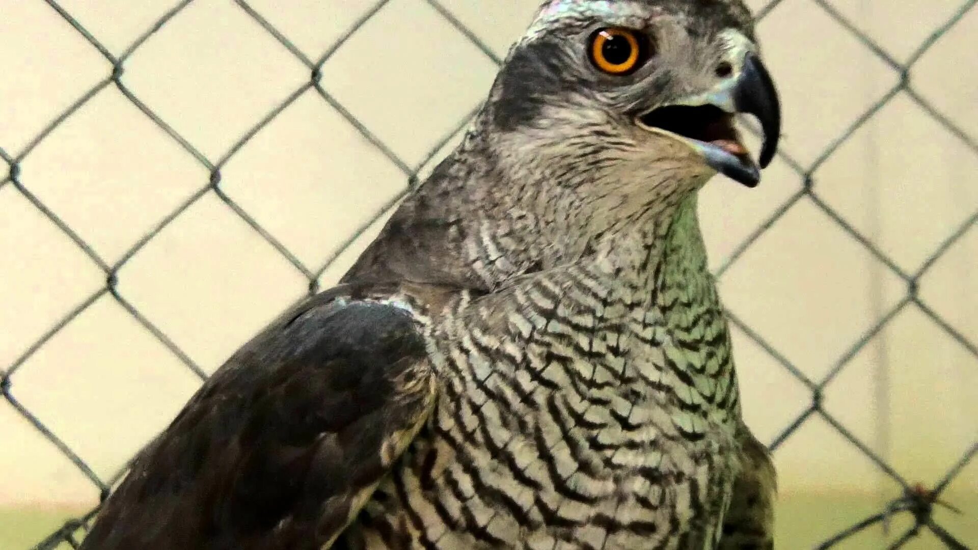 Плодоядный голубь. Ястреб тетеревятник голубятники. Ястреб-тетеревятник охотится. Голубь хищное. Ястреб -перепелятник ест синицу.