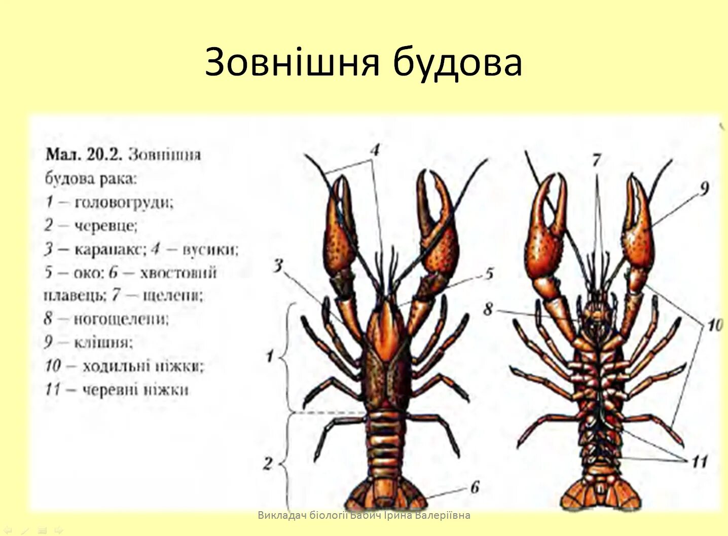 Головогрудь у креветки. Жвалом головогрудь. Головогрудь у человека. Гологрудь полной. Речной рак головогрудь