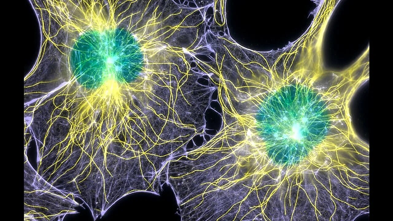 Autologous cell