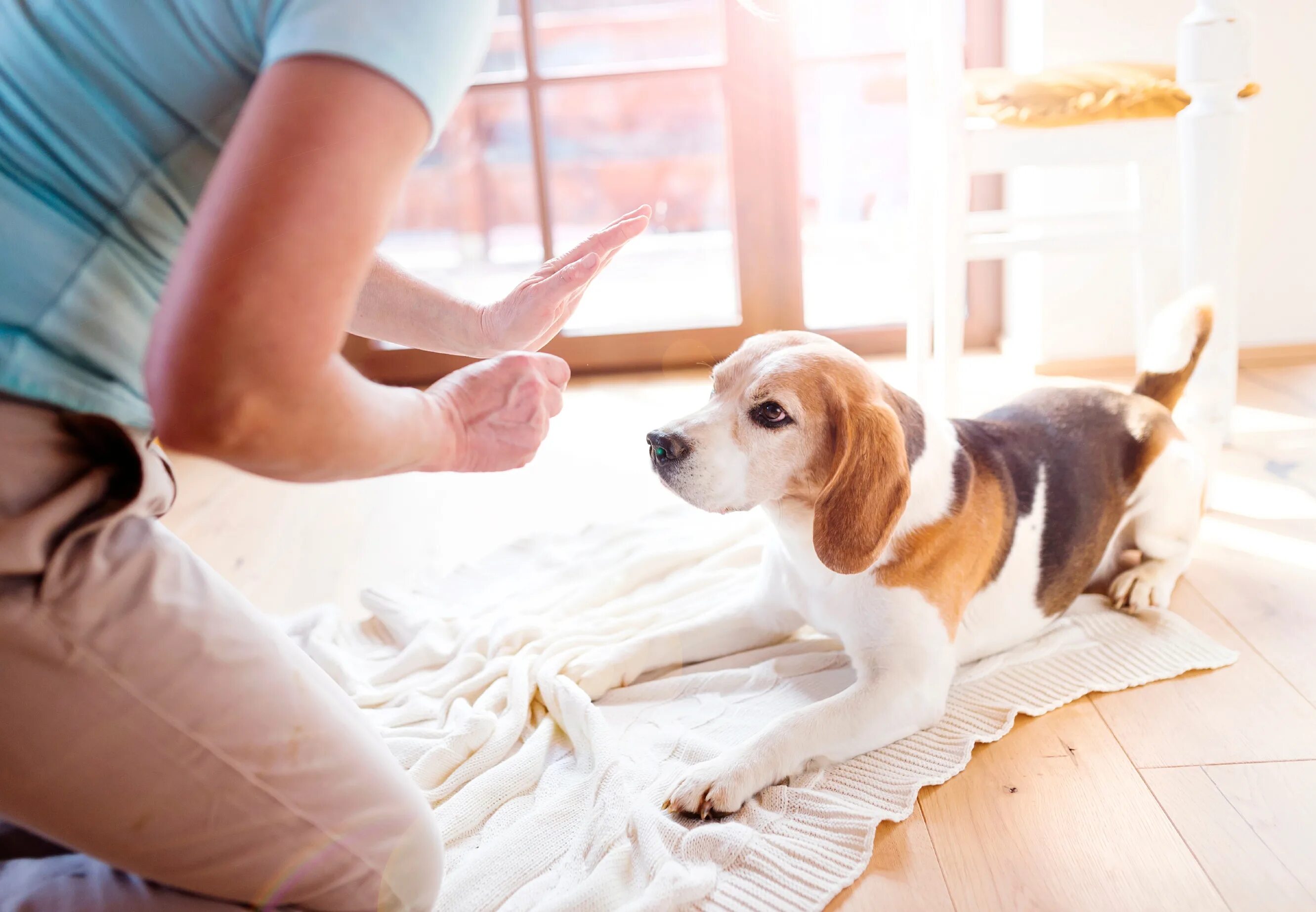 Pets at home