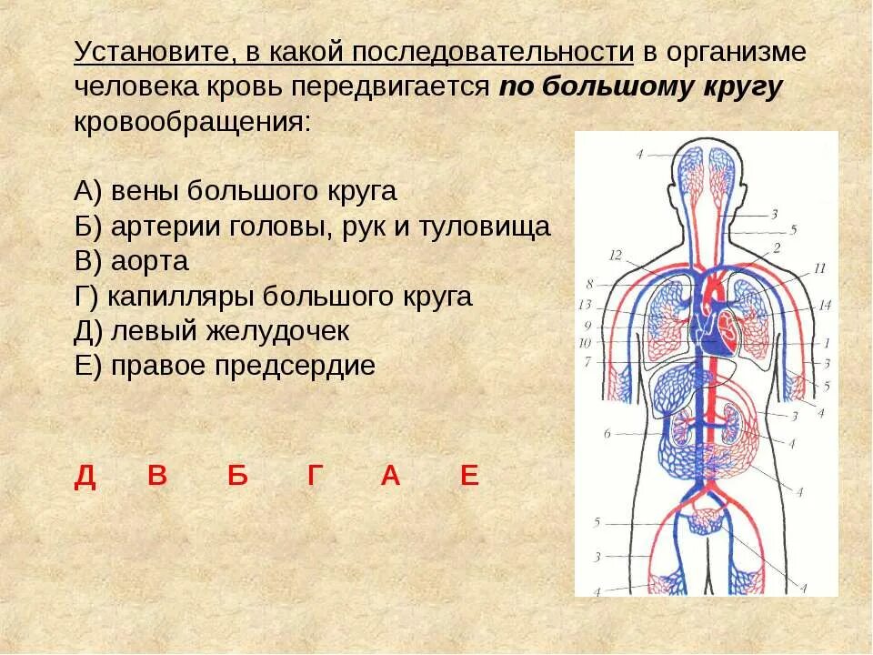 Кровообращение человека последовательность. Схема большого круга кровообращения в организме человека. Артерии большого круга кровообращения схема. Последовательность движения крови. Круги кровообращения человека последовательность.