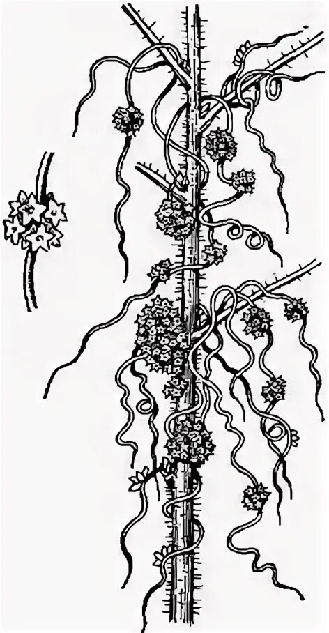 Повилика рисунок. Повилика схема. Побег повилики. Повилика корни. Распределите предложенные растения по группам полупаразиты паразиты