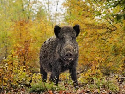 Boar