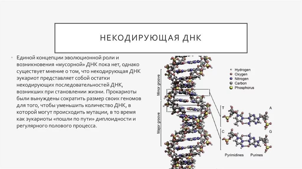 Ферменты расщепляющие днк. Функция мусорной ДНК. Некодирующие участки ДНК. Некодирующие последовательности ДНК человека. Мусорный геном ДНК.