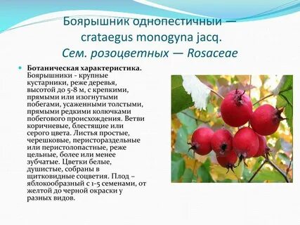 Плоды боярышника вред